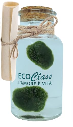 Ausgewähltes und gereinigtes Marimo-Paar in einer 500-ml-Glasflasche mit Pflegeanleitungen und historischen Übersichten Ausgewähltes und gereinigtes Marimo-Paar in einer 500-ml-Glasflasche mit Pflegeanleitungen und historischen Übersichten von EcoClass