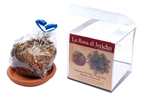 Jericho Rose ausgewählt, sauber und verpackt Jericho Rose ausgewählt, sauber und verpackt von EcoClass