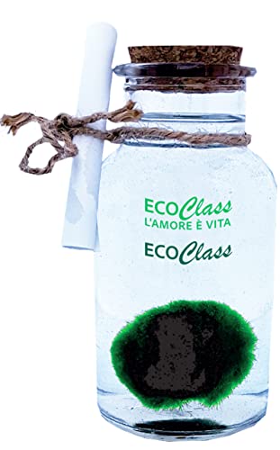 Marimo 2-4 cm in Glasvase 250 ml - Pflanze der Liebe, Ballalgen. Marimo 2-4 cm in Glasvase 250 ml - Pflanze der Liebe, Ballalgen. von EcoClass