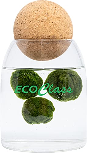 Marimo Family 3 Marimo in Vase Feng Shui aus Glas, 500 ml und Korkverschluss Yoga-Kugel von EcoClass