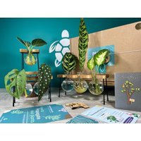 Pflanzenvermehrung Geschenk + Geschenkbox | Wachsen Sie Ihre Pflanzen-starter-station Geschenke Für Zimmerpflanzenstecker Kostenlose Plant von EcoPurpleTurtleCo