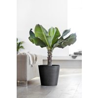 ECOPOTS Blumentopf "Amsterdam", ØxH: 40x35 cm von Ecopots
