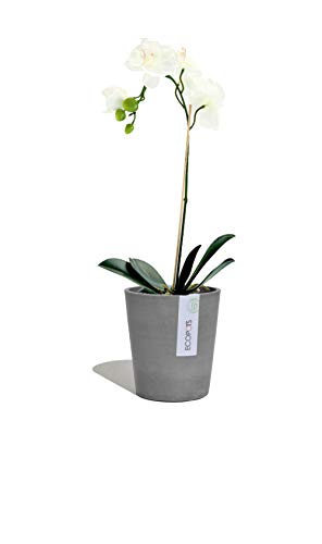 Ecopots Blumentopf Morinda Orchideentopf | 14 x 16 cm | aus Kunststoff | Ökologisches Pflanzgefäß für innen und außen | grau von Ecopots