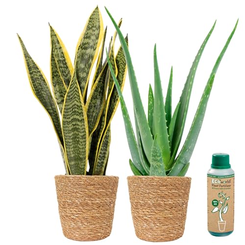 vdvelde.com - Ecoworld Aloe vera planze und Bogenhanf Sansevieria Trifasciata Laurentii - 100% Eco - im Seegras Topf - Schwiegermutterzunge - Topf 12 cm + Zimmerpflanzen Buch und Dünger von Ecoworld