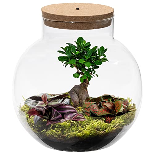 vdvelde.com - Bonsai Biodome - Bonsai und Mini Pflanzen - Glas Ø 25 cm ↥ 28 cm - Mit Licht von Ecoworld