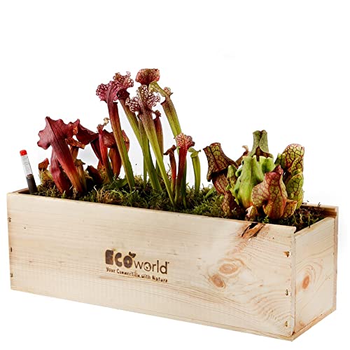 vdvelde.com - Ecoworld Box Fleischfressende Pflanzen - 3 Fleischfressende Pflanze - Sarracenia - Nachhaltige Holzkiste - Inkl. praktischer Feuchtigkeitsmeseer von Ecoworld