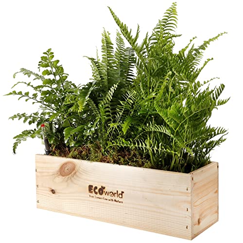 vdvelde.com - Ecoworld Box Luftreinigende Farnen - 3 Grüne Farne - Grünpflanzen - Nachhaltige Holzkiste - Inkl. Dünger und praktischer Feuchtigkeitsmeseer von Ecoworld