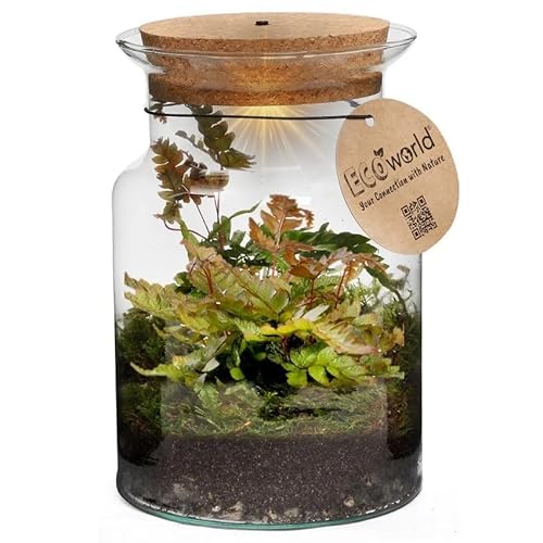 vdvelde.com - Jungle Corky Glas - Farne Pflanze - Ø 13 cm ↥ 20 cm - Mit Licht von Ecoworld