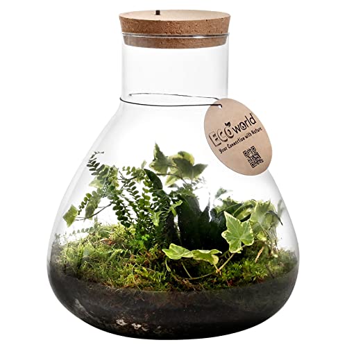 vdvelde.com - Jungle Piramide XL - Farne Pflanze - Glas Ø 30 cm ↥ 32 cm - Mit Licht von Ecoworld