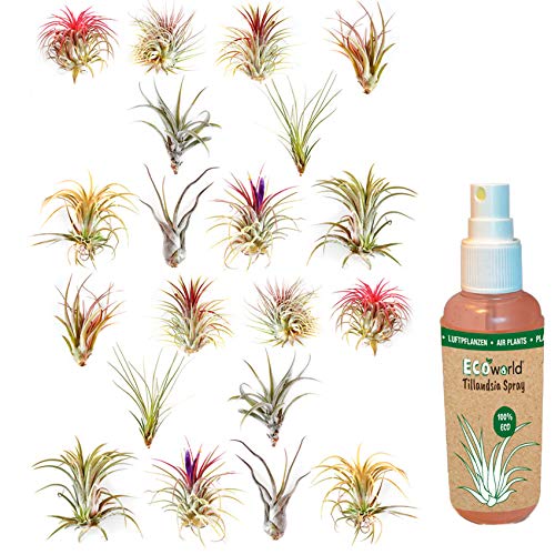 vdvelde.com - Ecoworld Luftpflanzen Echt 20 Stück + Tillandsia Spray für kräftige und intensiver gefärbte Pflanze - 2x10 Verschiedene Arten, pflegeleicht, benötigen wenig Wasser - Tillandsien Pflanzen von Ecoworld