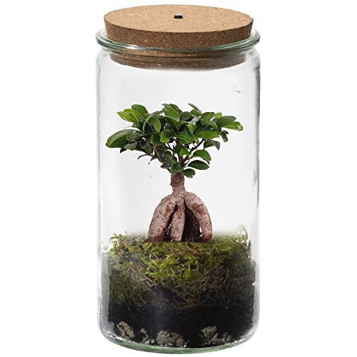 vdvelde.com - Mini Bonsai Weck Glas - Bonsai - Ø 11 cm ↥ 21 cm - Mit Licht von vdvelde.com