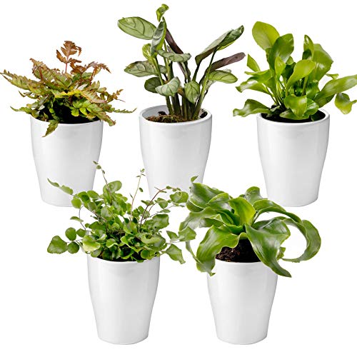 vdvelde.com - Ecoworld Mini Pflanzen Set - Farne Inklusive Keramik Mini Pflanzentöpfe - 5 Verschiedene Arten - Kleine Pflanzen Ø6 cm Höhe 8-15 cm - Aus eigener Gärtnerei von Ecoworld