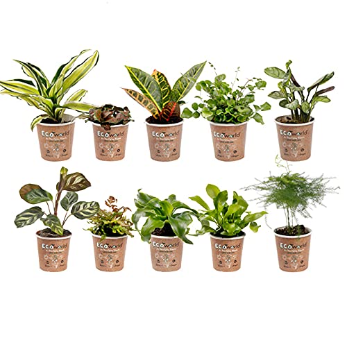 vdvelde.com - Ecoworld Mini Zimmerpflanzen & Farne Mix - 10 Stück Verschiedene Arten - Pflanze Ø6 cm Höhe 8-15 cm - Aus eigener Gärtnerei von Ecoworld