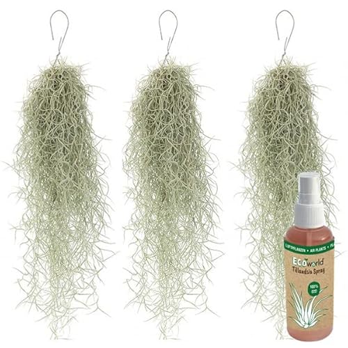 vdvelde.com - Ecoworld Tillandsien Echt Usneoides Luftpflanzen + Tillandsia Spray für kräftige und intensiver gefärbte Pflanzen - 3 Strauß ca. 50 cm lang - Hängende Zimmerpflanzen Aus eigen Gärtnerei von Ecoworld