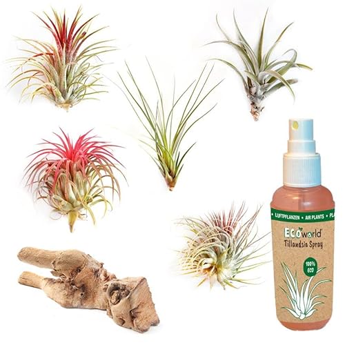 vdvelde.com - Ecoworld Tillandsia 5 Stück + Holz & Luftpflanzen Spray für kräftige und intensiver gefärbte Pflanzen - 5 Verschiedene Arten sehr pflegeleicht, benötigen wenig Wasser von Ecoworld