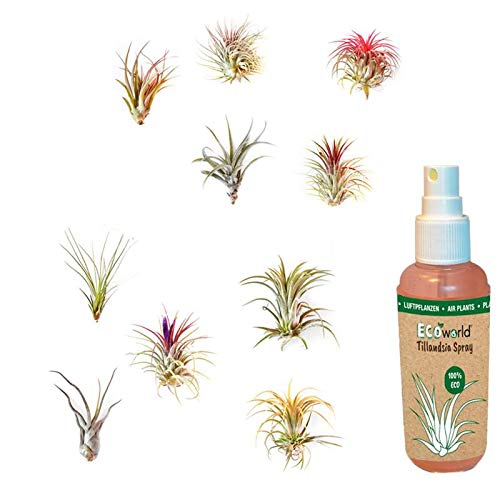 vdvelde.com - Ecoworld Tillandsia Luftpflanzen 10 Stück + Tillandsien Spray für kräftige und intensiver gefärbte Pflanzen - 10 Verschiedene Tillandsien Deko - Pflegeleicht Arten - Aus eigen Gärtnerei von Ecoworld