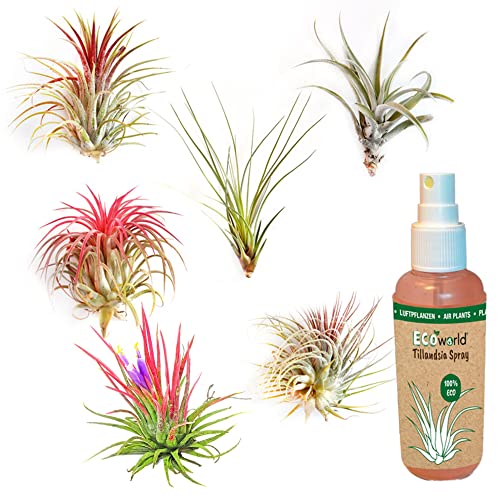 vdvelde.com - Ecoworld Tillandsia Luftpflanzen Echt 6er Set + Tillandsien Spray für kräftige und intensiver gefärbte Pflanzen - 6 Stück Tillandsie Deko Pflanze - Pflegeleicht - Aus eigen Gärtnerei von Ecoworld