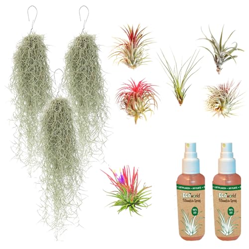 vdvelde.com - Ecoworld Tillandsia Luftpflanzen Echt 9er Set + 2 Tillandsien Spray für kräftige und intensiver gefärbte Pflanzen - 6 Stück Tillandsie Deko Pflanze - 3 Stück Tillandsia Usneoides von Ecoworld