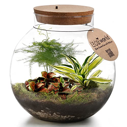 vdvelde.com - Tropical Biodome - Ecoworld Flaschengarten mit 3 Mini Pflanzen im Glas - Pflanzen Terrarium Glas Ø 25 cm ↥ 28 cm - Mini Ökosystem mit Licht von Ecoworld