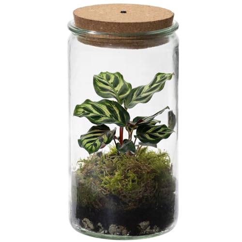 vdvelde.com - Ecoworld Tropical Weck Glas - Flaschengarten mit Licht - Mini Pflanzen Terrarium - Ökosystem im Glas Set mit Zimmerpflanze - Glas: Ø 10,5 cm, Höhe 21 cm von Ecoworld