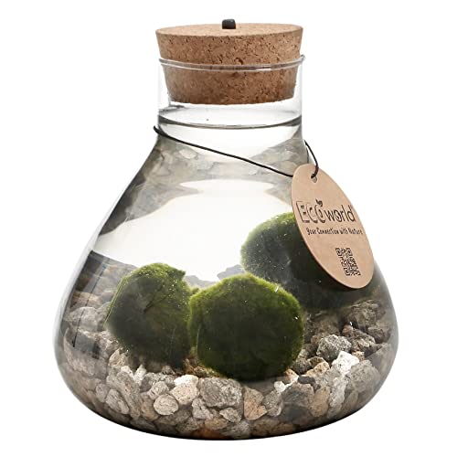 vdvelde.com - Lucky Marimo - Mooskugeln - Ø 17 cm ↥ 20 cm - Mit Licht von Ecoworld