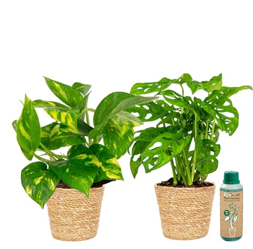 vdvelde.com - Ecoworld Efeutute planze und Monstera - 100% Eco - im Efeutute und Monstera mit dekorativem Seegras Dekotöpfe Topf - Topf 12 cm + Zimmerpflanzen Buch und Dünger aus eigener Gärtnerei von Ecoworld