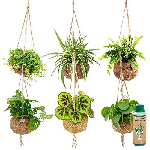 vdvelde.com - Ecoworld Hängende Zimmerpflanzen Echt - Jungle + Tropical Pflanzenhänger 6er Set - Hängepflanze mit Kokosnuss - Zimmer Hangepflanzenhalter und Dünger - Grünpflanzen Topf Ø12 / Höhe 40 cm von Ecoworld