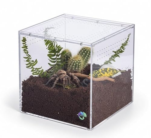 EctoTherm Terrestrisches Terrarium - Vogelspinnengehege für Spinne, Gecko, Frosch, Schnecke & kleine Reptilien - Acryl-Terrarium mit Deckel EctoTherm Terrestrisches Terrarium - Vogelspinnengehege für Spinne, Gecko, Frosch, Schnecke & kleine Reptilien - Acryl-Terrarium mit Deckel von EctoTherm
