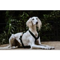 Elegantes Hundegeschirr Aus Weichem Und Robustem Samt in Dunkelgrün, Perfekt Für Stilbewusste Hundeliebhaber Elegantes Hundegeschirr Aus Weichem Und Robustem Samt in Dunkelgrün, Perfekt Für Stilbewusste Hundeliebhaber von EdelundSchnell