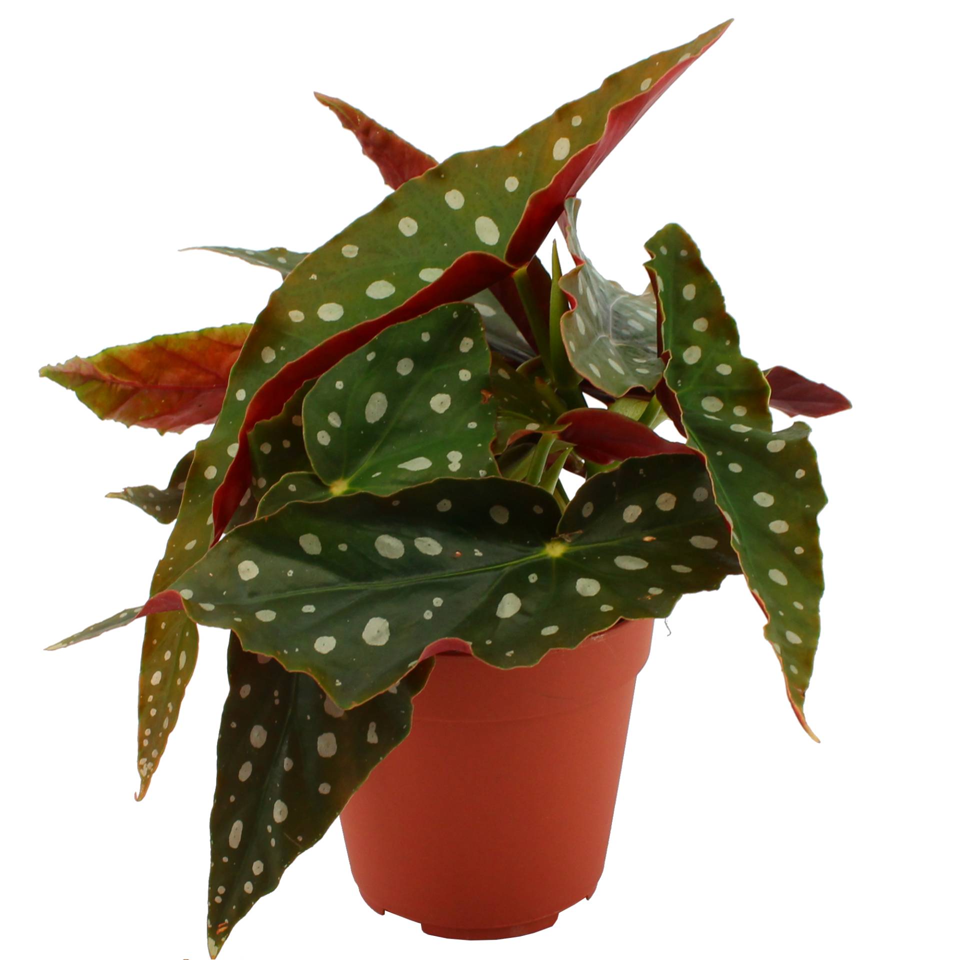 Eden Collection Forellenbegonie 12 cm Topf Eden Collection Forellenbegonie 12 cm Topf von Eden Collection