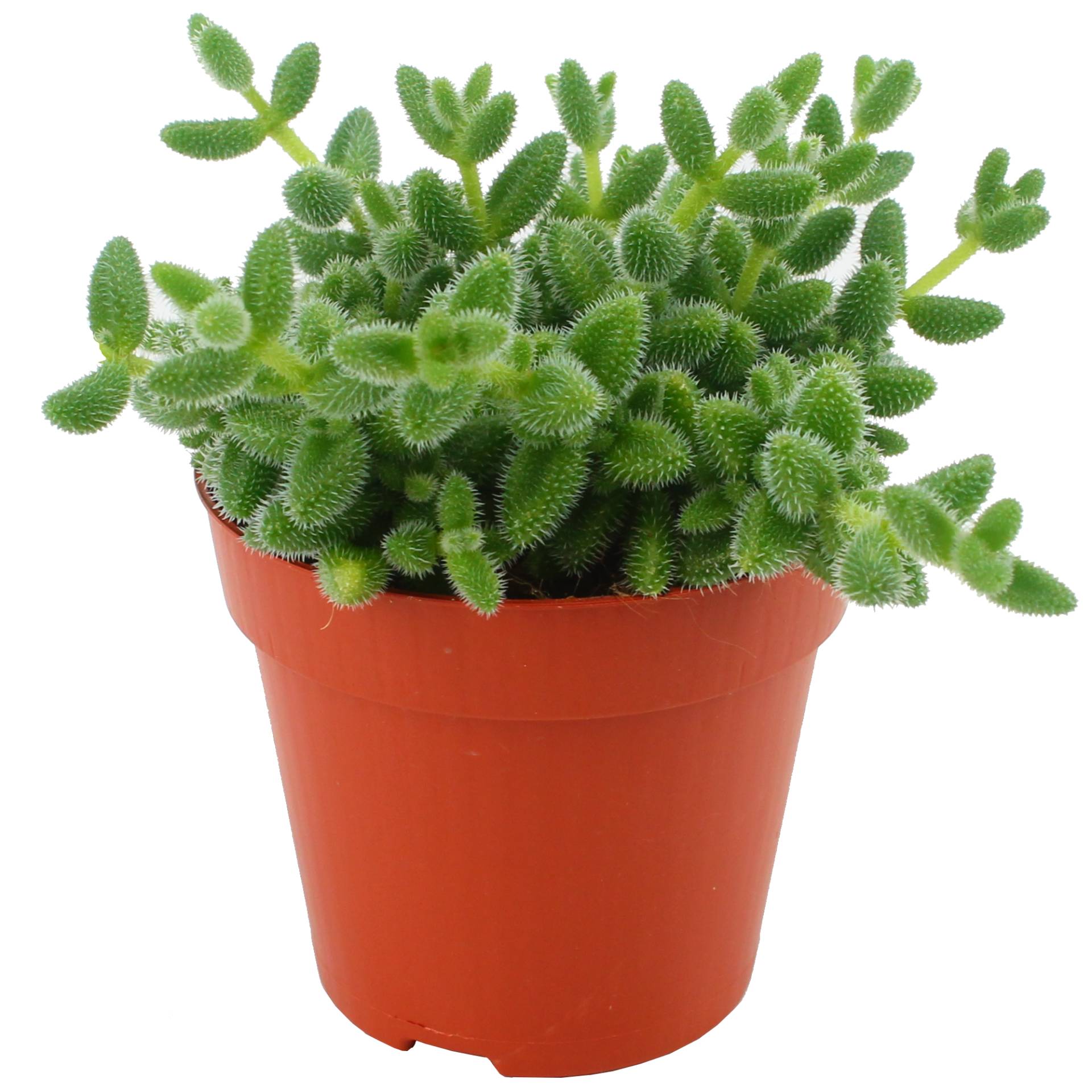 Eden Collection Gurkenpflanze 12 cm Topf Eden Collection Gurkenpflanze 12 cm Topf von Eden Collection