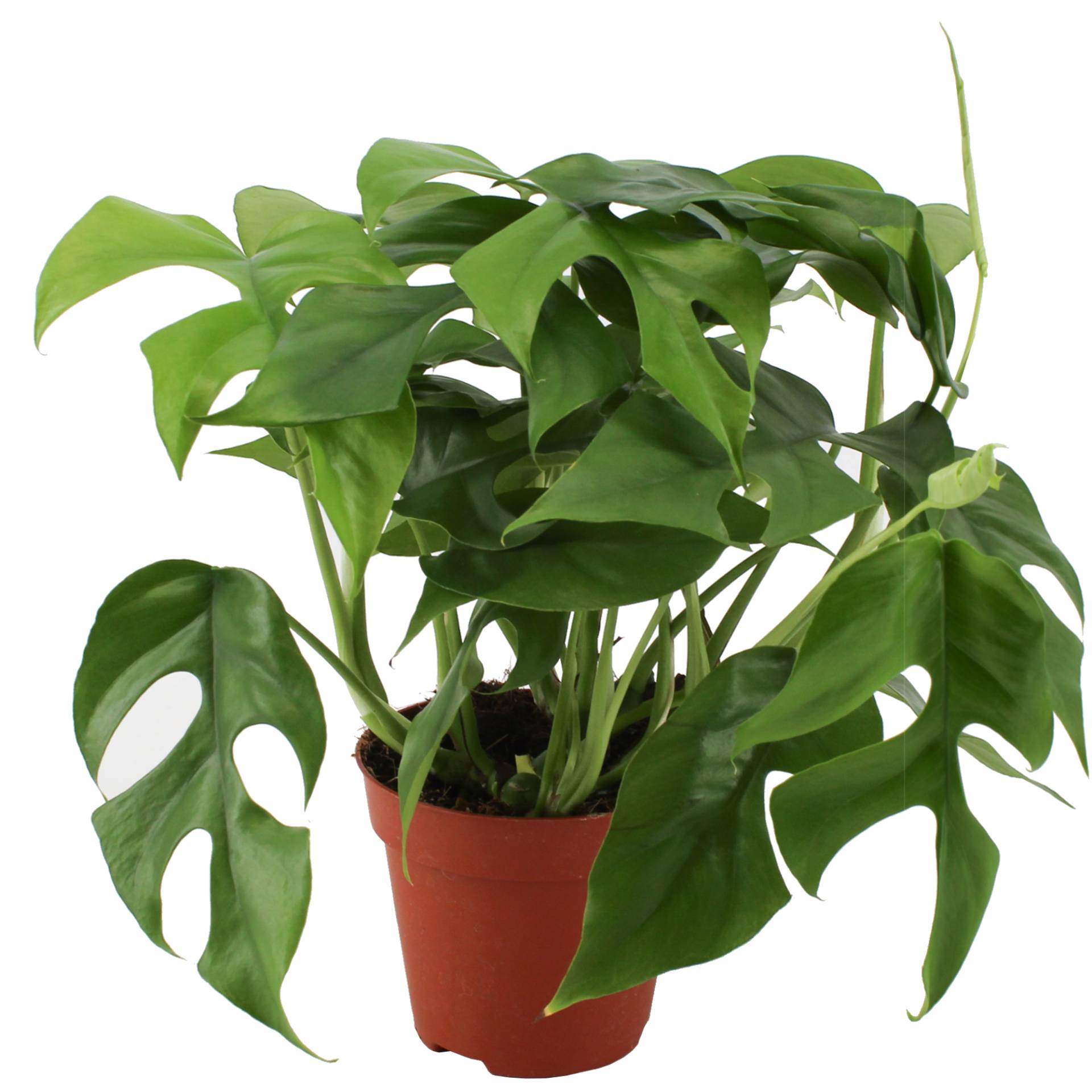 Eden Collection Kleines Fensterblatt 12 cm Topf Eden Collection Kleines Fensterblatt 12 cm Topf von Eden Collection