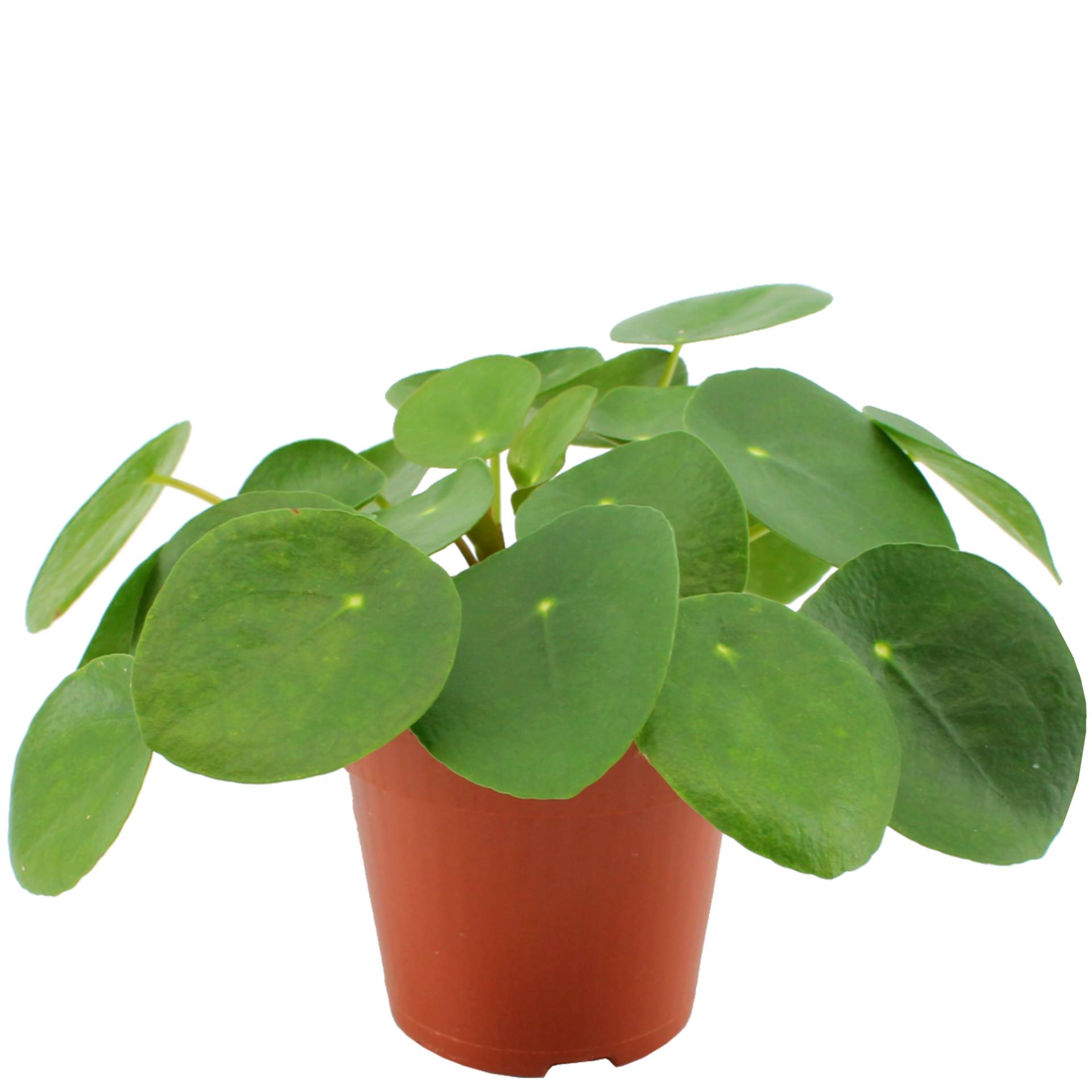 Eden Collection Ufopflanze 12 cm Topf Eden Collection Ufopflanze 12 cm Topf von Eden Collection