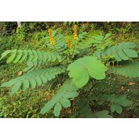 Kaiser-Kerzenständer Pflanze ~ Senna Alata Samen Wirtspflanze Für Mehrere Schwefel-Schmetterlinge Ungefärbte Blätter Cassia von EdenWilds