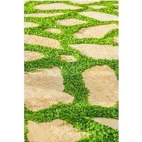 Merkur-Bay Unkraut ~ Dichondra Repens Wunderschöner Teppichbildender Bodendecker Rasenpflanze Kidney von EdenWilds