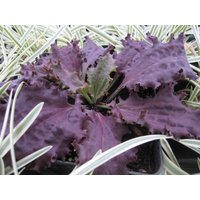 Wegerich "Purple Perversion' ~ Plantago Großen Samen Gesäumte, Reiche Kastanienbraune Blätter Bunte Breitwegerich-Pflanze von EdenWilds