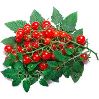 Wilde Johannisbeertomate ~ Solanum Pimpinellifolium Samen Löffeltomate Saftig & Schmackhaft Urahn Der Gartentomate Die Kleinste Tomate Welt von EdenWilds