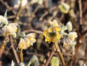 Japanischer Papierbusch 'Grandiflora', 30-40 cm, Edgeworthia chrysantha 'Grandiflora', Containerware von Edgeworthia chrysantha 'Grandiflora'