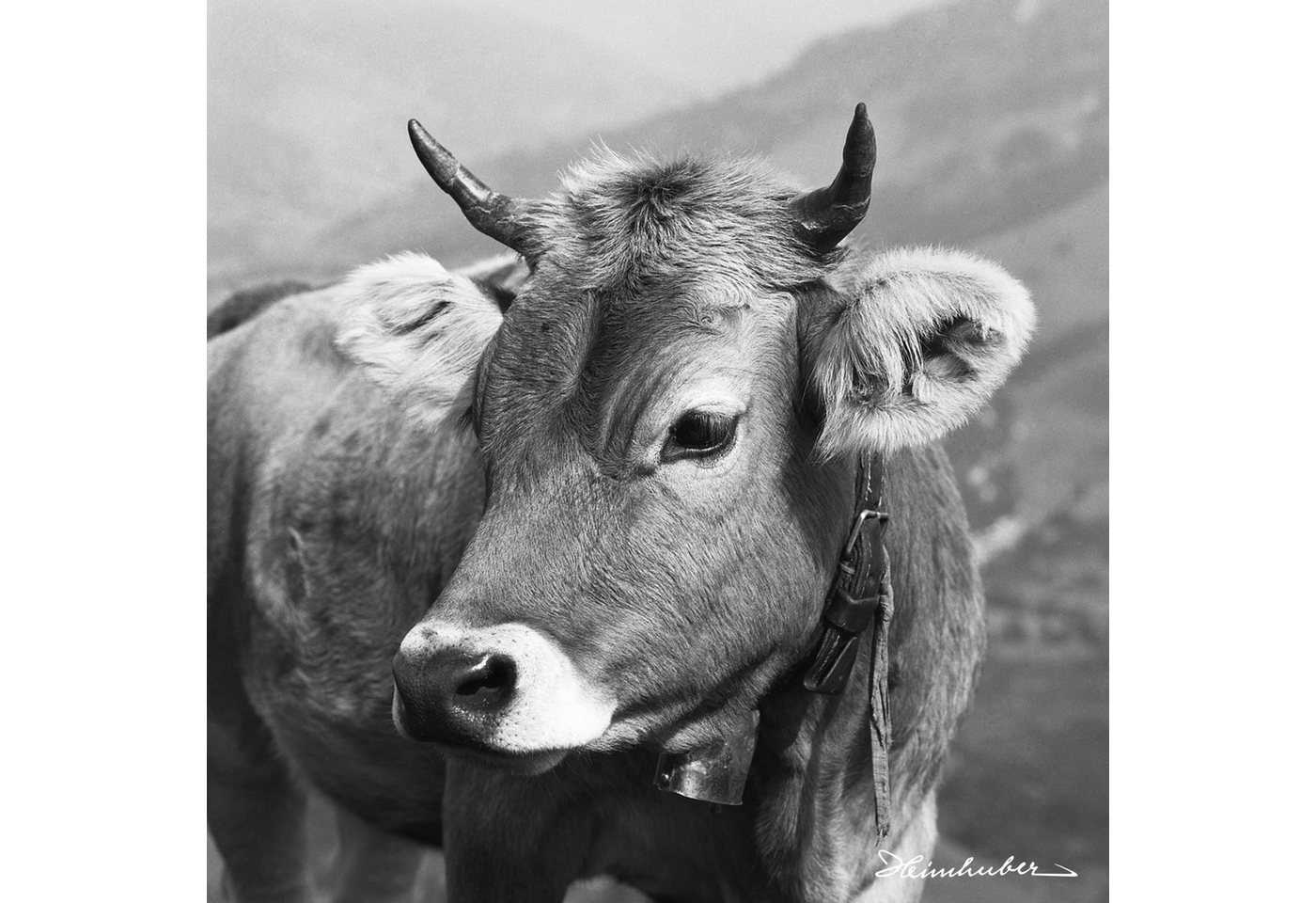 Edition Heimhuber Leinwandbild Allgäuer Kuh, (1 St), Leinwandbild in verschiedenen Größen auf Keilrahmen von Edition Heimhuber