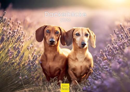 Edition Seidel Premium Kalender Dackelblicke 2026 Format DIN A3 Wandkalender Hundekalender Hund Welpe Hunderasse Haustier Jagd Edition Seidel Premium Kalender Dackelblicke 2026 Format DIN A3 Wandkalender Hundekalender Hund Welpe Hunderasse Haustier Jagd von Edition Seidel