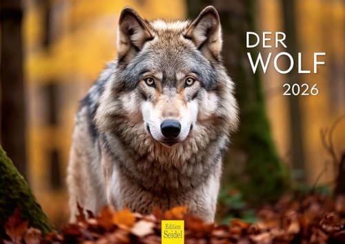 Edition Seidel Premium Kalender Der Wolf 2026 Format DIN A4 Wandkalender Tierkalender Tiere Wildtiere Rudel Wolf Wald Natur von Edition Seidel