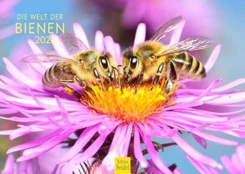 Edition Seidel Premium Kalender Die Welt der Bienen 2026 Format DIN A4 Wandkalender Bienenkalender Biene Insekten Feld Wiese Wald Blume Blüten Honig von Edition Seidel