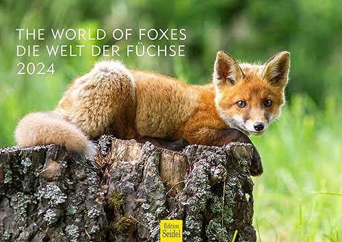Edition Seidel Premium Kalender Die Welt der Füchse 2024 Format DIN A3 Wandkalender Tierkalender Fuchskalender Fuchs Tiere Wildtiere Waldtiere von Edition Seidel