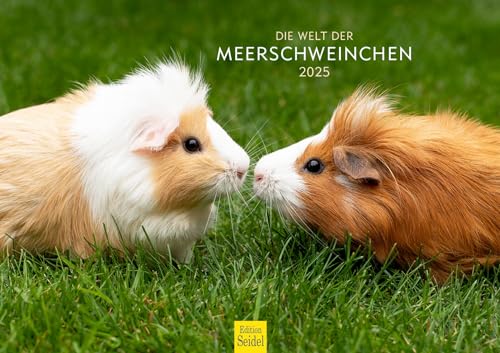 Edition Seidel Premium Kalender Die Welt der Meerschweinchen 2025 Format DIN A3 Wandkalender Tierkalender Haustier Meerschwein Nager von Edition Seidel
