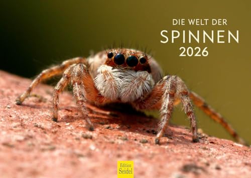 Edition Seidel Premium Kalender Die Welt der Spinnen 2026 Format DIN A4 Wandkalender Tierkalender Spinne Tiere Insekten Weberknechte Spinnennetze Edition Seidel Premium Kalender Die Welt der Spinnen 2026 Format DIN A4 Wandkalender Tierkalender Spinne Tiere Insekten Weberknechte Spinnennetze von Edition Seidel