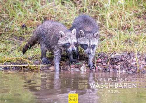 Edition Seidel Premium Kalender Die Welt der Waschbären 2025 Format DIN A3 Wandkalender Tierkalender Waschbär Nordamerika Welpen Wildtiere Waldtiere von Edition Seidel