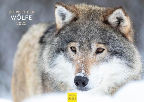 Edition Seidel Premium Kalender Die Welt der Wölfe 2025 Format DIN A3 Wandkalender Tierkalender Tiere Wildtiere Rudel Wolf Wald Natur Edition Seidel Premium Kalender Die Welt der Wölfe 2025 Format DIN A3 Wandkalender Tierkalender Tiere Wildtiere Rudel Wolf Wald Natur von Edition Seidel