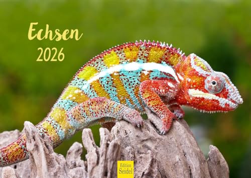 Edition Seidel Premium Kalender Echsen 2026 Format DIN A4 Wandkalender Tierkalender Echse Schuppenkriechtier Wildtiere Riesenechse Waran Farbwechsler Natur Wald Baum Wasser von Edition Seidel