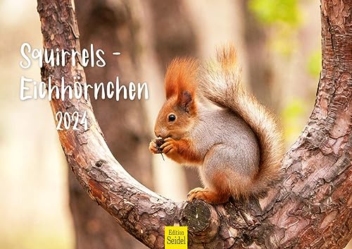 Edition Seidel Premium Kalender Eichhörnchen 2024 Format DIN A3 Wandkalender Tierkalender Wildtiere Waldtiere heimische Tiere Wald von Edition Seidel