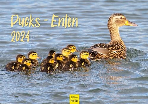 Edition Seidel Premium Kalender Enten 2024 Format DIN A3 Wandkalender Vogelkalender Wasservögel Erpel Entenfamilie heimische Vögel von Edition Seidel